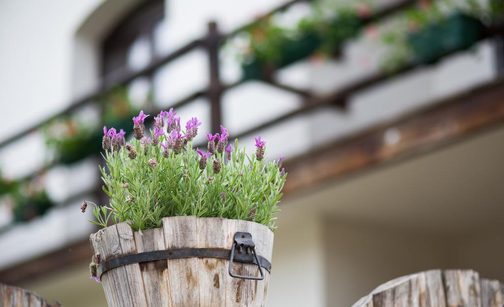 Casa Mosului - Transfagarasan Bed & Breakfast Кырцишоара Экстерьер фото
